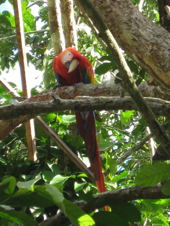 Claire Andre, Scarlet Macaw taken at Inkaterra Reserva Amazonica